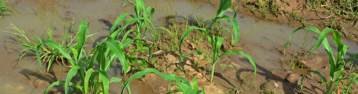 Agricultural Water Management