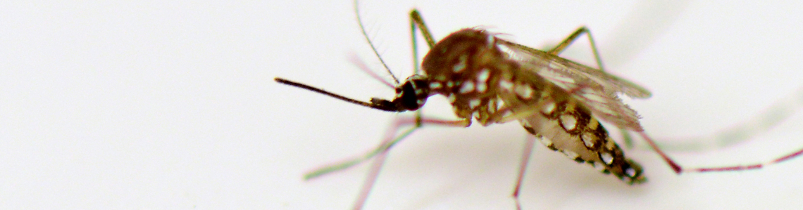 infectious diseases