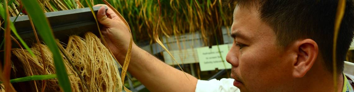 Mutation Detection, Plant Breeding, IAEA Seibersdorf