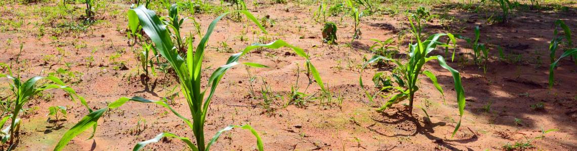 Improving Soil Fertility