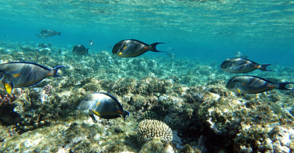 kuwait marine ecosystem