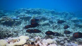 Corals