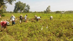 Harvesting groundnut in Sri Lanka