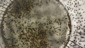 Sterile Aedes aegypti males inside a bucket ready for release on Captiva Island, Lee County, Florida, USA (Source: LCMCD, USA).