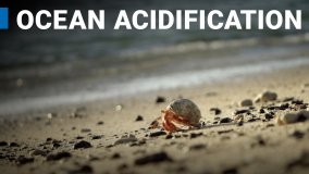 Ocean Acidification: How Nuclear Techniques Could Provide Solutions 