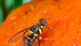 The Oriental fruit fly (Bactrocera dorsalis) is one of the most destructive fruit flies in the world, causing fruit damage and creating barriers to international trade