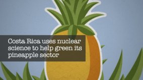 В Коста-Рике ядерная наука помогает увеличивать урожай ананасов (на англ. языке) 