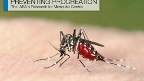 Preventing Procreation: The IAEA's Research for Mosquito Control
