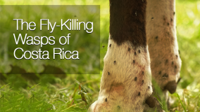 Las avispas matamoscas de Costa Rica