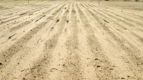 Cebada en el desierto: Kuwait avanza en el desarrollo de una nueva variedad mediante la utilización de técnicas nucleares (en inglés)