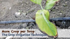 Drip Irrigation: More Crop per Drop