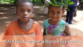 IAEA Helps Zanzibar to Improve Rice Varieties