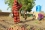 These scientific studies then formed the basis for how much water and fertilizer to deliver through a watering system known as drip irrigation. Such systems are low cost, easy to install and simple to use.