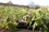 Although not a new technology in itself, it is only when set up correctly and optimized using scientific data that drip irrigation can be effective with very little water waste, thus reducing wastage.