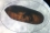 <p>This tiny wasp, called Spalangia endius, is a parasitoid — an insect that attacks other insects. Parasitoids feed on living hosts that are eventually killed before producing offspring. A natural enemy of the stable fly, the adult female wasp lays its eggs in the fly’s pupae.</p>

<p>Photo: A. Solórzano/INTA</p>
