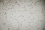 The larval stage in the life cycle of a mosquito, which lasts from four to nine days, is followed by pupation.  In the pupae stage the insect undergoes a complete transformation. This phase takes up to two days.