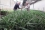 <p>Experts at Costa Rica’s Ministry of Agriculture and Livestock are analysing the results of the pilot study to prepare a national action plan. Both farmers and pineapple producers hope science will solve their problem.</p> 

<p>Photos and text: L. Gil/IAEA</p>
