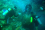 Ocean acidification is a growing global concern and a key target of the United Nations’ Sustainable Development Goal on the Ocean (SDG 14).
<br /><br />
In 2012, the IAEA launched an Ocean Acidification International Coordination Centre (OA-ICC) in response to recommendations from the scientific community and the increasing concern in Member States. 
<br /><br />
<em>(Photo: IAEA)</em>