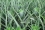 In other parts of the world, biochar has shown that it can improve soil fertility, reduce greenhouse gas emissions related to agriculture and avoid losses of pesticides into ground water.
