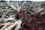Importantly, producing biochar can help Costa Rica reduce waste from pineapple production. The country currently generates more than 10 million tonnes of pineapple residues as a by-product per harvest, every 18 months. 
