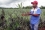 Reducing fertilizer use can also help farmers economically. With biochar, pineapple plants would need less fertilizer, less pesticides and could produce fruits faster.
