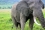 The demand for ivory has led to a dramatic decline in elephant numbers. Isotope techniques applied on tusks indicate the likely geographical origin of an elephant and when it died – and hence contribute data to fight illegal ivory trade.