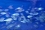 Many marine organisms such as these seabream can accumulate microplastic particles in their flesh. If people eat seafood which contains plastics, we could in turn consume these plastic fragments, too. Determining the health risks associated with this process of bioaccumulation is an important aspect of the IAEA Environment Laboratories’ work in this area.