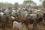 Livestock are the lifeblood of African society and play a vital role in rural communities. According to the African Union's Interafrican Bureau for Animal Resources (AU-IBAR) an estimated 300 million people depend on livestock for their livelihoods.