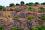 <strong>Reducing Soil Erosion</strong><br>
Other projects help countries to apply nuclear techniques to evaluate soil degradation and soil losses from erosion and to assess the effectiveness of soil and water conservation strategies.