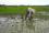 According to Nguyen Quoc Hien, researcher at the Vietnam Atomic Energy Institute, the effectiveness of oligochitosan has led to widespread adoption in Vietnam's agricultural sector, and has almost eliminated the use of toxic fungicides across the country.