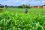 <strong>Monitoring Agricultural Pollutants</strong><br>
With IAEA support, Member States can apply nuclear techniques to gather information on soil erosion rates and the source and distribution of agricultural pollutants.
