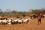In Kenya, drought forces the Maasai to range farther and farther afield to find forage for their cattle. 