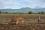 Cattle are now available for ploughing land that several years ago was just forest. But fly suppression is not sufficient or sustainable in the long-term. The flies need to be eradicated.