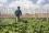 Agrochemicals are used worldwide. Problems can occur if they are not used properly. 

Common agrochemicals include pesticides that are used to protect crops and animals from pests and diseases.