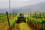 Having enough food and clean water is a challenge faced by millions around the world.
<br /><br />
To face this challenge, many countries turn to nuclear science and techniques to help improve how they grow and handle food, manage water, and care for their livestock. This includes, among others, breeding new crop varieties, irradiating food and water to make it safer, controlling animal and plant pests and diseases, enhancing livestock reproduction and nutrition, and developing more effective ways to manage soil and water resources.