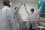 <p>La première étape du vétérinaire était l’Institut Pasteur de Bangui, une fondation pour la recherche et l’enseignement.</p>
