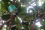 To monitor the progress of the MOSCAMED-RD programme, the staff has established 14 525 traps throughout the country in almond, guava and caya fruit trees. Each trap contains specific attractants that can lure flies from a relatively long distance.
