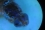 If the fly's head glows in the dark: bingo, it’s a sterile marked fly.
