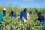 <strong>Do you know how nuclear science helps farmers use less water?</strong>
<br/><br />
Through an IAEA-funded project, farmers in Namibia have been trying out a nuclear-based approach to irrigating their fields, which has helped them substantially improve water use efficiency. The IAEA and FAO worked jointly in Namibia to address droughts that caused substantial harm to the country’s agriculture and economy. Nuclear and related techniques were used to finetune water-saving irrigation technology, such as small-scale drip irrigation for watering fields efficiently and delivering small but precise amounts of water directly to plants. This technology helped to increase the production of crops from once a year to almost year-round. Read more <a href="http://www.dgdingfa.net/newscenter/news/combined-water-saving-and-nuclear-techniques-help-improve-farmers-productivity-and-income-in-namibia">here</a>. 
<br/><br />
Farmers in Namibia have improved water use efficiency. (Photo: J. Adu-Gyamfi/IAEA)
