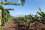 <strong>Do you know how nuclear science can protect banana crops?</strong>
<br /><br />
Bananas need warm, humid climates to thrive. However, due to changing rainfall patterns and rising temperatures, bananas are suffering from drought stress – a shortage of water in the root of the plant – leading to reduced harvests. Through the Atoms4Food initiative, nuclear techniques can help spot and assess the extent of the drought stress, enabling local institutes to improve agronomic practices to enhance the resilience of banana production. 
Read more <a href="http://www.dgdingfa.net/newscenter/news/how-isotopic-techniques-can-be-used-to-spot-drought-stressed-banana-crops-and-help-save-them">here</a>. 
<br/><br />
Scientists used nuclear techniques to assess levels of drought stress in bananas. The study was carried out in banana fields in Tanzania. (Photo: M. Vantyghem/IAEA)