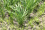 One way to increase production is to improve varieties. The new rice variety, SUPA BC, was released in 2011.