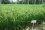 The irradiated rice seeds were planted in Zanzibar and after eight years the breeders selected the best mutant line. Many farmers are now using SUPA BC seeds because the variety has a high yield.