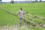 By increasing the local production of rice through improved and new varieties, Zanzibar can reduce its dependence on imports, save money and create more jobs.