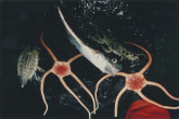 Expeditions to investigate radioactive contamination of the marine environment in the Arctic Ocean. Date unknown. Please credit IAEA
