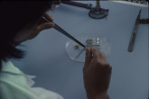 A wordwide network of research co-operation was established to enable interaction between IAEA scientists and research institutes in its Member States with an emphasis on agricultural and life sciences, especially in developing countries. Crop modification using mutation breeding was the objective of several such programmes. 1984-1986. Please credit IAEA/DAGLISH James
