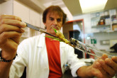 A regenerative banana bud is taken out of a tube, before being cut into small pieces called explants. Photo taken at the IAEA's laboratories in Seibersdorf. (Photo: D.Calma/IAEA)