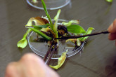 Regenerative banana buds before they are placed in a growth medium.  The tiny pieces are called explants.  Through this method genetic materials are rapidly multiplied. Photo taken at the IAEA's Plant Breeding Unit, Seibersdorf, Austria. (Photo: D.Calma/IAEA)