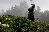Agricultural activities and potato variety trials on Mullah Ghulam farm and surroundings in Bamyan, Afghanistan. (Photo: FAO/Giulio Napolitano)