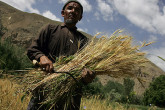 Wheat harvest on the road from Bamyan to Kabul in Afghanistan. (Photo: FAO/Giulio Napolitanoe)
