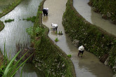 Farmers get ready to plant rice seedlings during the start of the rainy season. Rice Terraces, Baguio, Philippines. (Photo: V. Schoehl/IAEA)